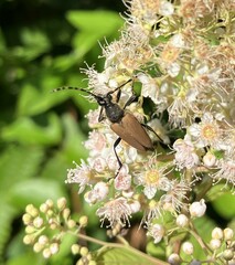 Brachyleptura