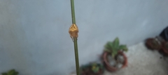 Eriophora edax