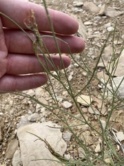 Astragalus episcopus