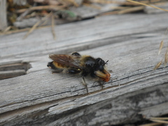 Laphria flava