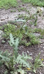 Cirsium osterhoutii