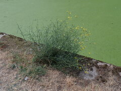 Senecio inaequidens