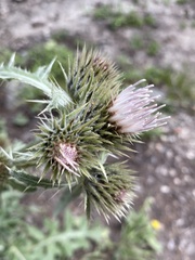 Cirsium osterhoutii