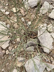 Astragalus episcopus