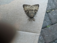 Lymantria dispar