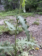 Cirsium osterhoutii