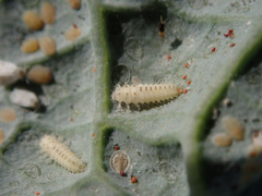 Clitostethus arcuatus