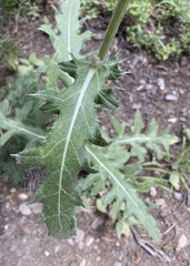Cirsium osterhoutii