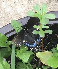 Papilio polyxenes