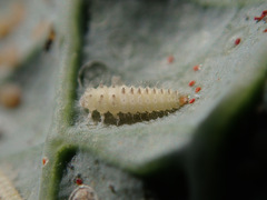 Clitostethus arcuatus