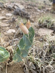 Astragalus asclepiadoides