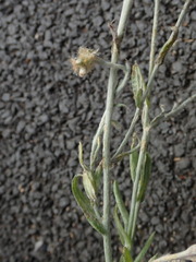 Helichrysum luteoalbum