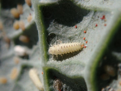 Clitostethus arcuatus