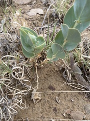 Astragalus asclepiadoides