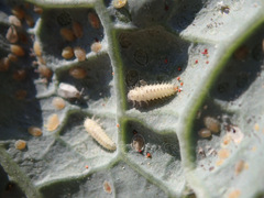 Clitostethus arcuatus