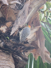 Melanerpes hoffmannii