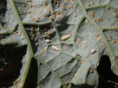 Clitostethus arcuatus