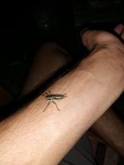 Pachytrachis gracilis