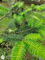 Abies guatemalensis