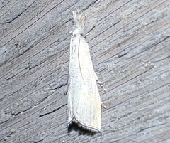 Haimbachia squamulellus