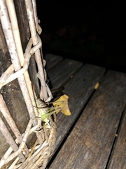 Pachytrachis gracilis