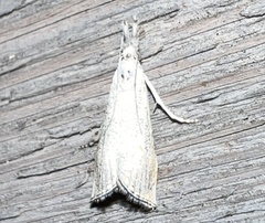 Haimbachia squamulellus