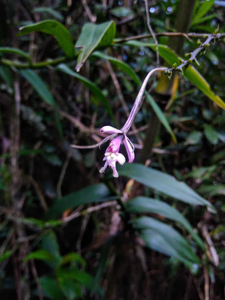 Epidendrum arnoldii