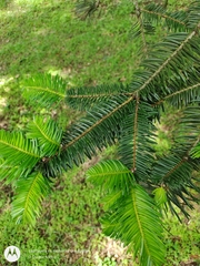 Abies guatemalensis