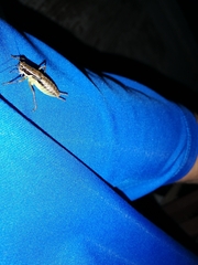 Pachytrachis gracilis