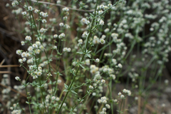 Galium matthewsii