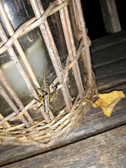 Pachytrachis gracilis