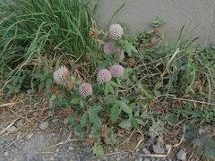 Trifolium pratense