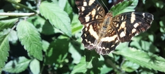 Anthanassa tulcis