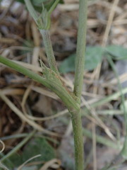 Trifolium pratense