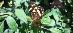 Anthanassa tulcis
