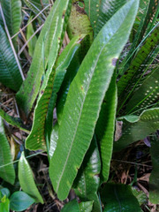 Serpocaulon levigatum