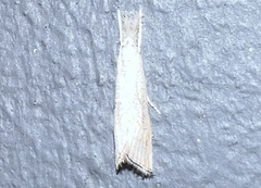 Haimbachia squamulellus