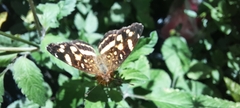 Anthanassa tulcis