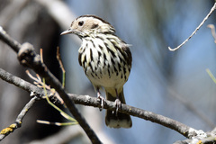Speckled Warbler photo 2