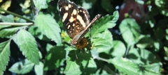 Anthanassa tulcis