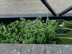Impatiens capensis