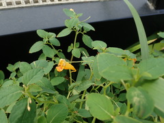 Impatiens capensis