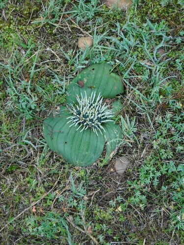 Pimple Hedgehog Lily (Massonia pustulata)