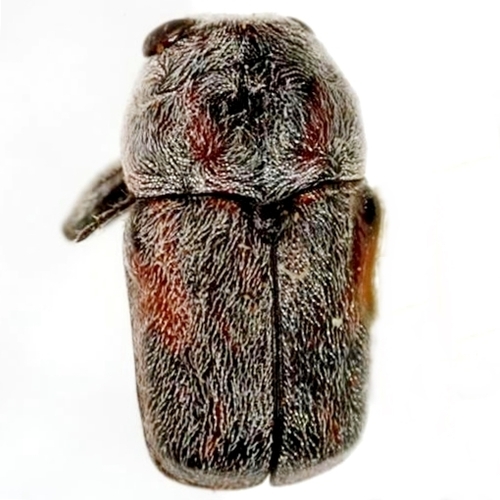Pachybrachis morosus