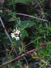 Galianthe bogotensis