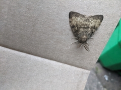 Lymantria dispar