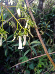 Palicourea lineariflora