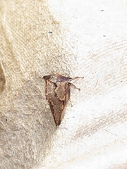 Telamona ampelopsidis