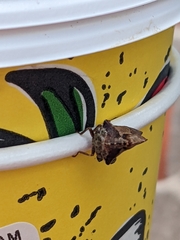Telamona ampelopsidis