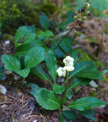 Pyrola dentata